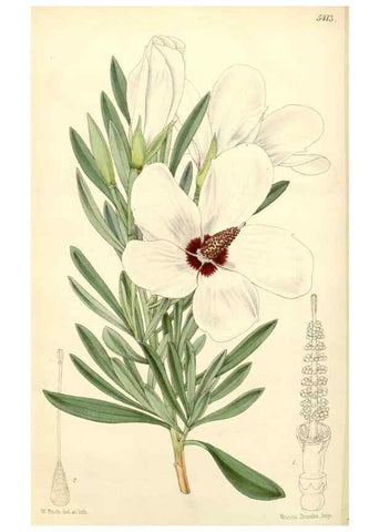 Reproducción/Reproduction 8272668540: Curtis's botanical magazine.. London ;New York [etc.] :Academic Press [etc.]