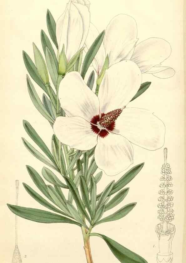 Reproducción/Reproduction 8272668540: Curtis's botanical magazine.. London ;New York [etc.] :Academic Press [etc.]