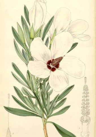 Reproducción/Reproduction 8272668540: Curtis's botanical magazine.. London ;New York [etc.] :Academic Press [etc.]