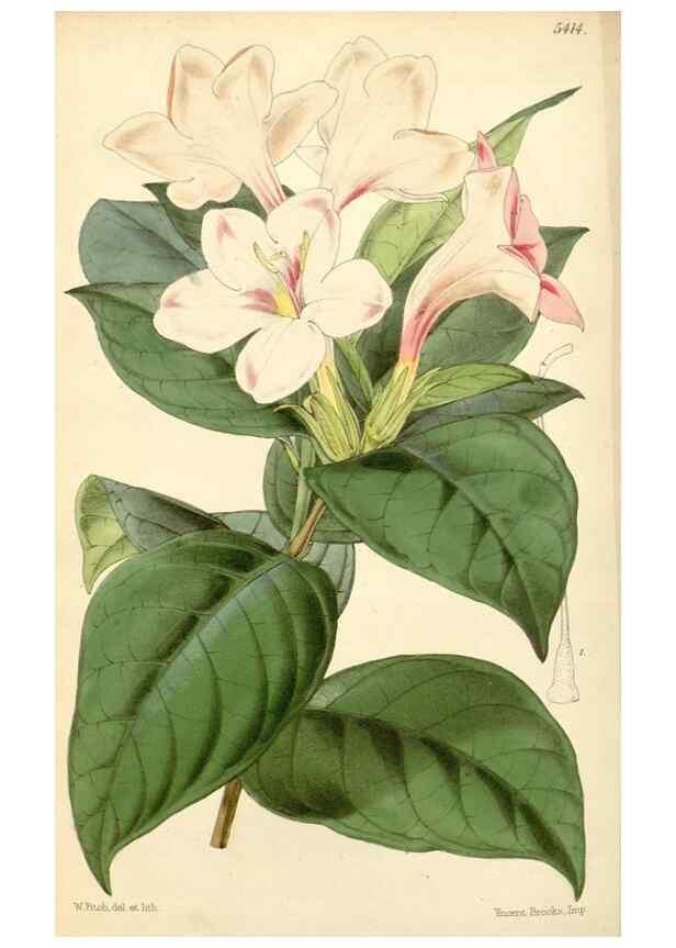 Reproducción/Reproduction 8272669244: Curtis's botanical magazine.. London ;New York [etc.] :Academic Press [etc.]