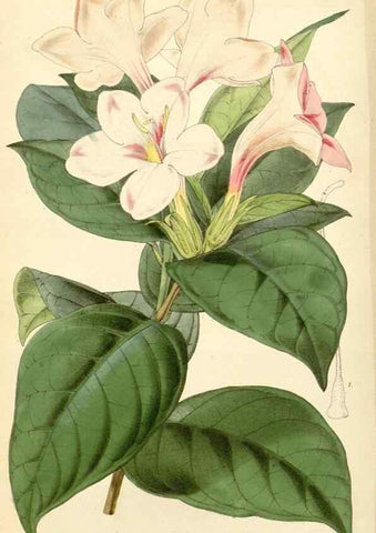 Reproducción/Reproduction 8272669244: Curtis's botanical magazine.. London ;New York [etc.] :Academic Press [etc.]