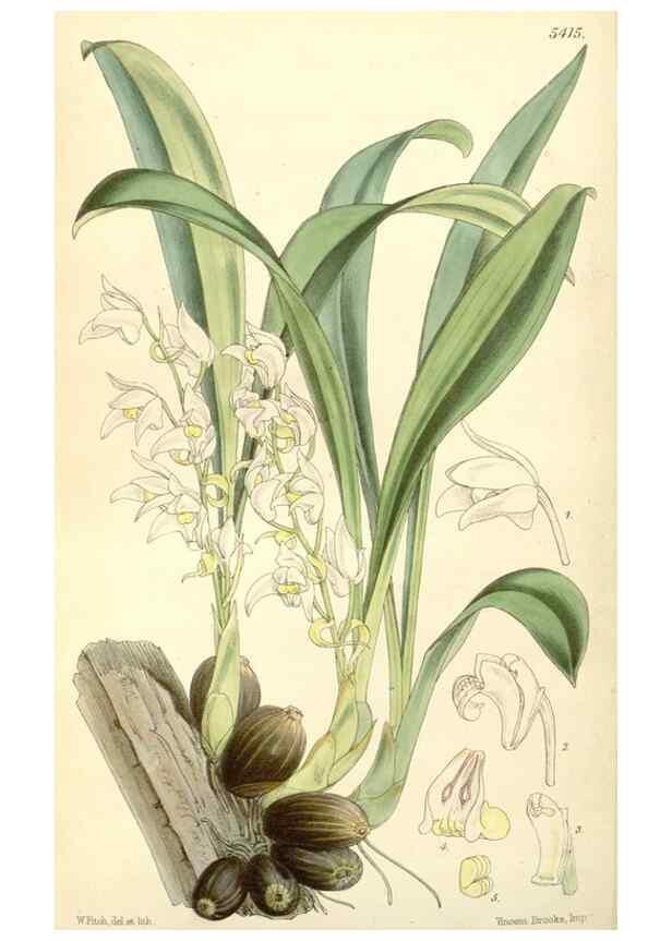 Reproducción/Reproduction 8272669760: Curtis's botanical magazine.. London ;New York [etc.] :Academic Press [etc.]