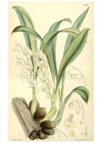 Reproducción/Reproduction 8272669760: Curtis's botanical magazine.. London ;New York [etc.] :Academic Press [etc.]
