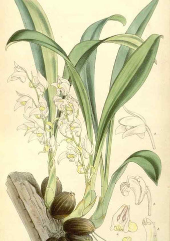 Reproducción/Reproduction 8272669760: Curtis's botanical magazine.. London ;New York [etc.] :Academic Press [etc.]