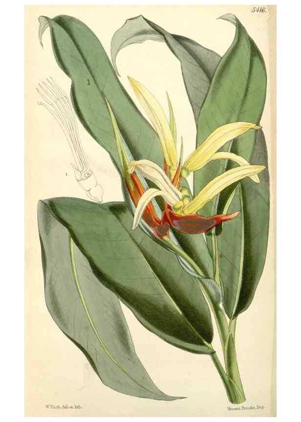 Reproducción/Reproduction 8272671174: Curtis's botanical magazine.. London ;New York [etc.] :Academic Press [etc.]