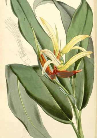 Reproducción/Reproduction 8272671174: Curtis's botanical magazine.. London ;New York [etc.] :Academic Press [etc.]