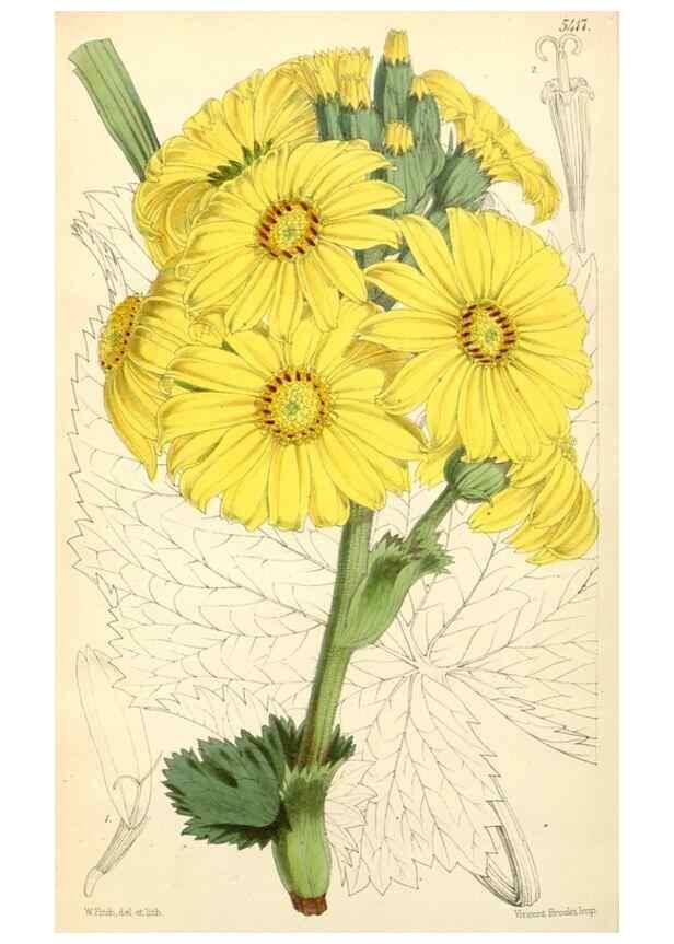 Reproducción/Reproduction 8271604283: Curtis's botanical magazine.. London ;New York [etc.] :Academic Press [etc.]