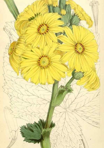 Reproducción/Reproduction 8271604283: Curtis's botanical magazine.. London ;New York [etc.] :Academic Press [etc.]