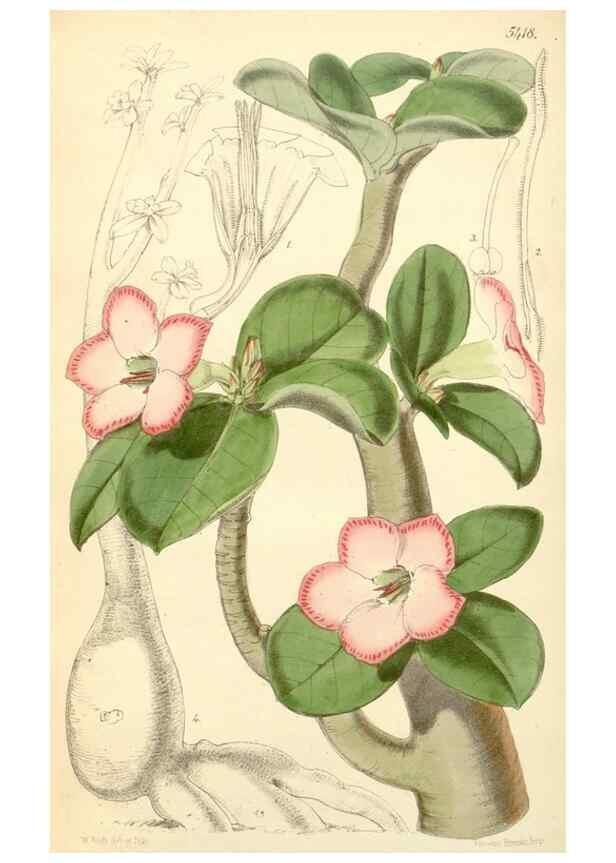 Reproducción/Reproduction 8272673334: Curtis's botanical magazine.. London ;New York [etc.] :Academic Press [etc.]