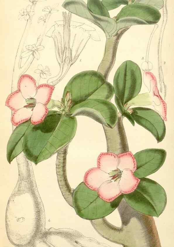 Reproducción/Reproduction 8272673334: Curtis's botanical magazine.. London ;New York [etc.] :Academic Press [etc.]
