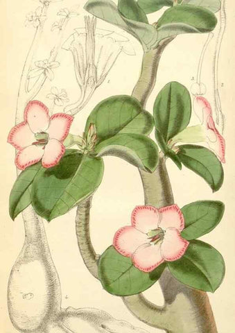 Reproducción/Reproduction 8272673334: Curtis's botanical magazine.. London ;New York [etc.] :Academic Press [etc.]