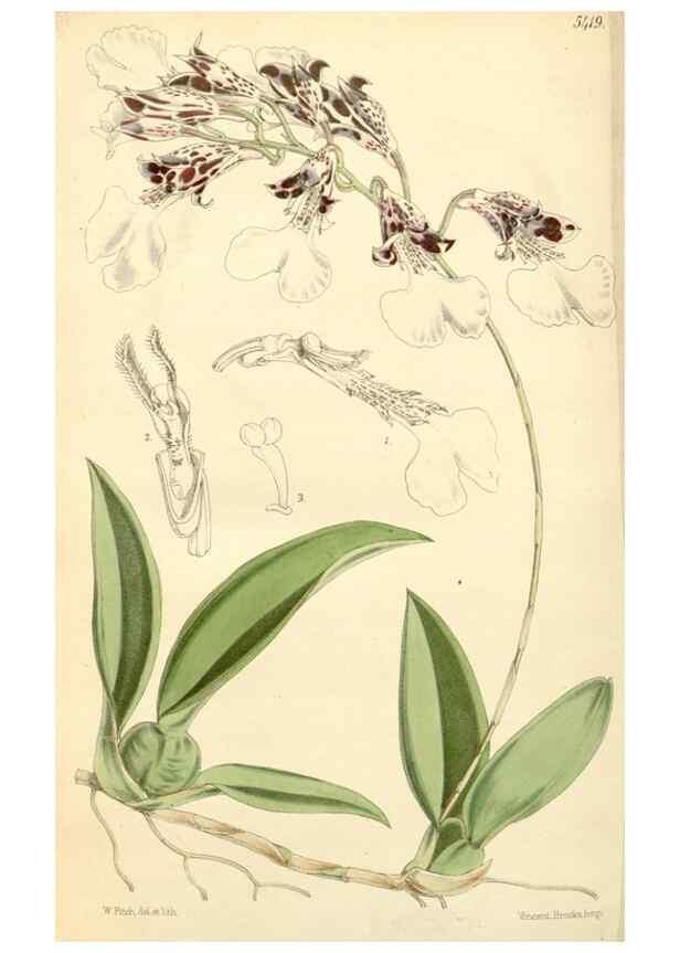 Reproducción/Reproduction 8272674482: Curtis's botanical magazine.. London ;New York [etc.] :Academic Press [etc.]