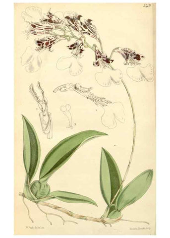 Reproducción/Reproduction 8272674482: Curtis's botanical magazine.. London ;New York [etc.] :Academic Press [etc.]