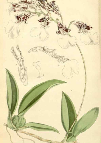 Reproducción/Reproduction 8272674482: Curtis's botanical magazine.. London ;New York [etc.] :Academic Press [etc.]