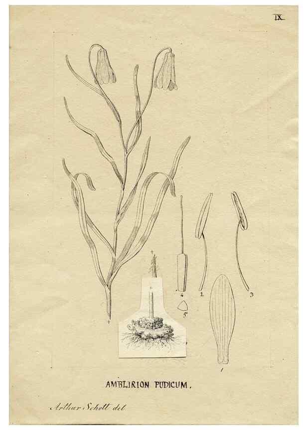 Reproducción/Reproduction 8283231799: Drawings/prints associated with USPRR reports & photographs/archival material. 