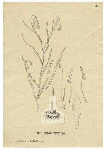 Reproducción/Reproduction 8283231799: Drawings/prints associated with USPRR reports & photographs/archival material. 