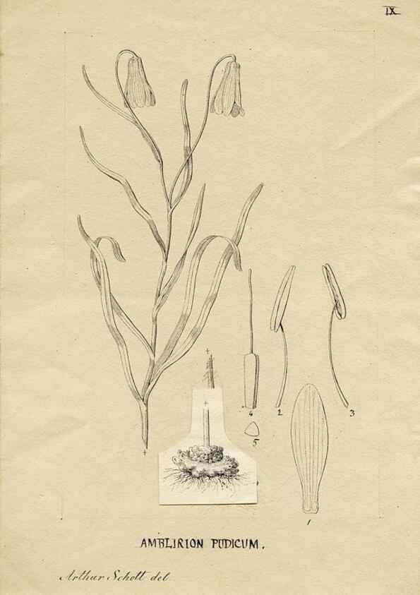 Reproducción/Reproduction 8283231799: Drawings/prints associated with USPRR reports & photographs/archival material. 