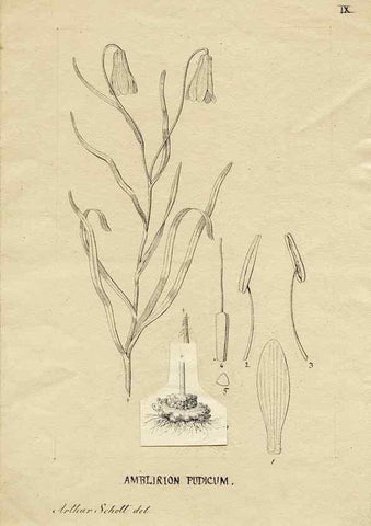 Reproducción/Reproduction 8283231799: Drawings/prints associated with USPRR reports & photographs/archival material. 