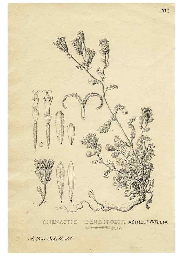 Reproducción/Reproduction 8284293120: Drawings/prints associated with USPRR reports & photographs/archival material. 