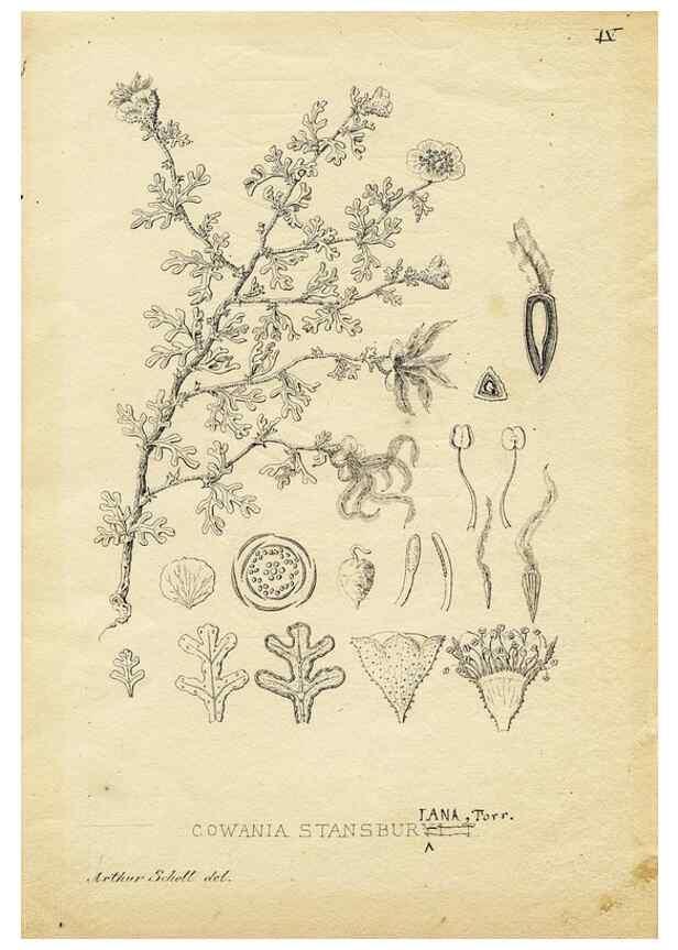 Reproducción/Reproduction 8283233427: Drawings/prints associated with USPRR reports & photographs/archival material. 