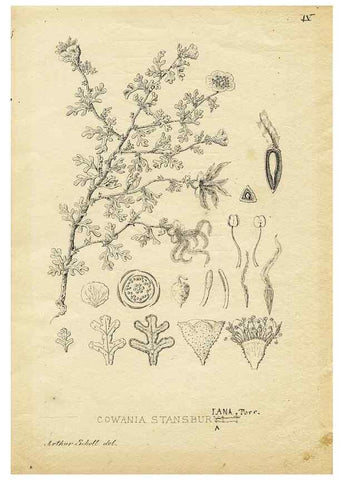 Reproducción/Reproduction 8283233427: Drawings/prints associated with USPRR reports & photographs/archival material. 
