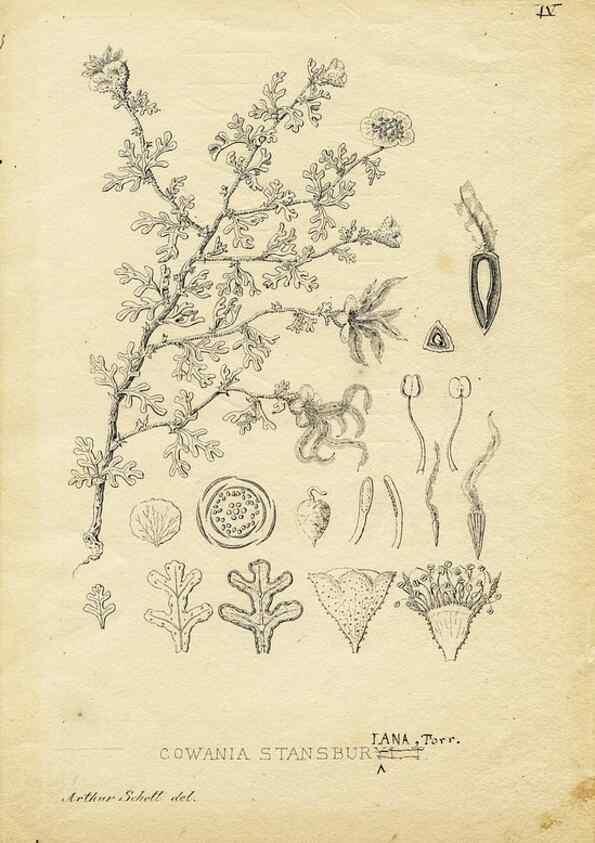 Reproducción/Reproduction 8283233427: Drawings/prints associated with USPRR reports & photographs/archival material. 