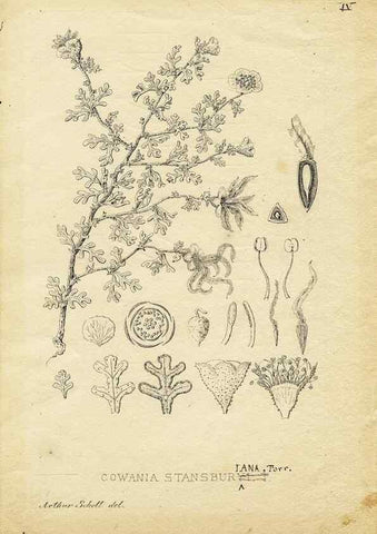 Reproducción/Reproduction 8283233427: Drawings/prints associated with USPRR reports & photographs/archival material. 
