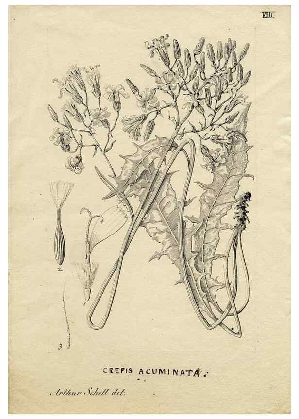Reproducción/Reproduction 8284294662: Drawings/prints associated with USPRR reports & photographs/archival material. 