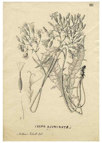 Reproducción/Reproduction 8284294662: Drawings/prints associated with USPRR reports & photographs/archival material. 
