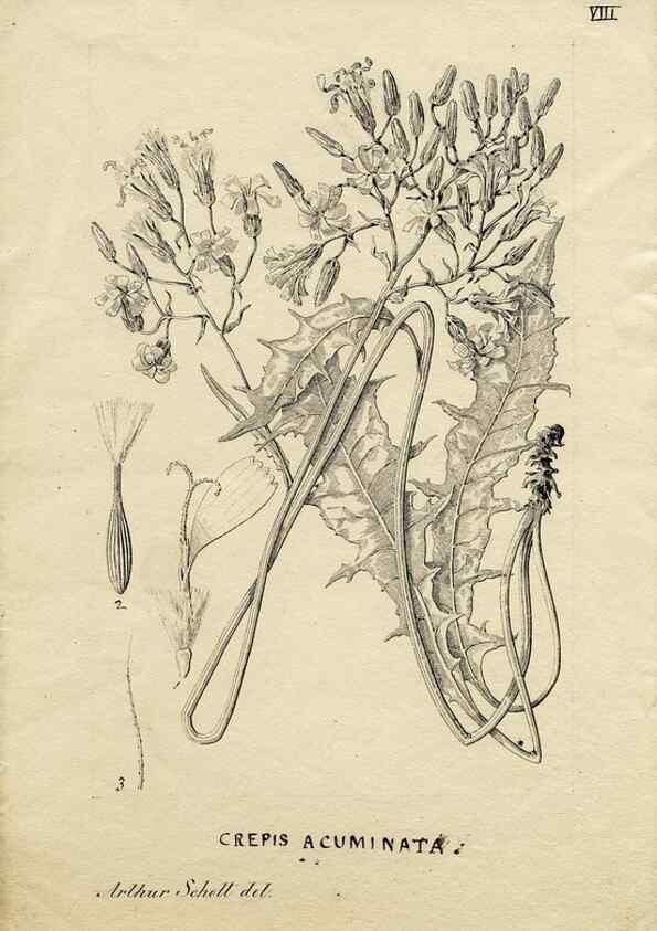 Reproducción/Reproduction 8284294662: Drawings/prints associated with USPRR reports & photographs/archival material. 