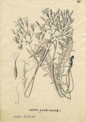 Reproducción/Reproduction 8284294662: Drawings/prints associated with USPRR reports & photographs/archival material. 