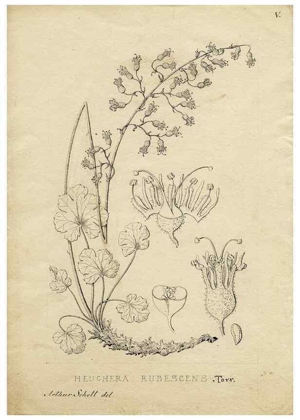 Reproducción/Reproduction 8283234769: Drawings/prints associated with USPRR reports & photographs/archival material. 