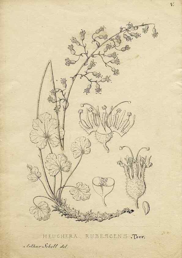 Reproducción/Reproduction 8283234769: Drawings/prints associated with USPRR reports & photographs/archival material. 