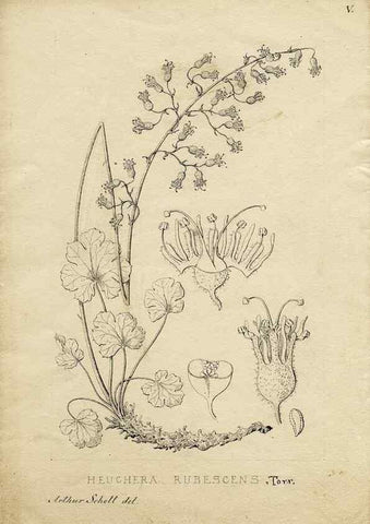 Reproducción/Reproduction 8283234769: Drawings/prints associated with USPRR reports & photographs/archival material. 