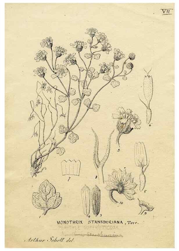 Reproducción/Reproduction 8283235499: Drawings/prints associated with USPRR reports & photographs/archival material. 