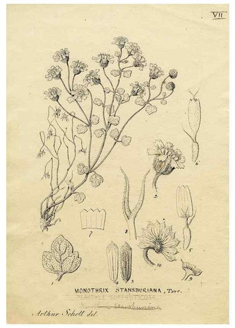 Reproducción/Reproduction 8283235499: Drawings/prints associated with USPRR reports & photographs/archival material. 