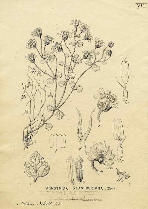 Reproducción/Reproduction 8283235499: Drawings/prints associated with USPRR reports & photographs/archival material. 