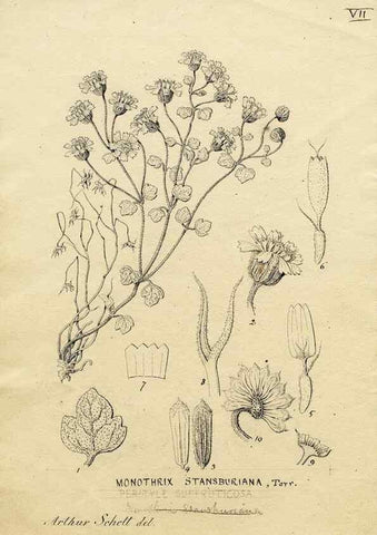 Reproducción/Reproduction 8283235499: Drawings/prints associated with USPRR reports & photographs/archival material. 