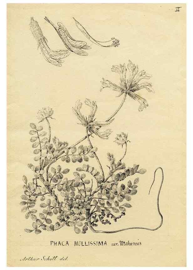 Reproducción/Reproduction 8283236249: Drawings/prints associated with USPRR reports & photographs/archival material. 