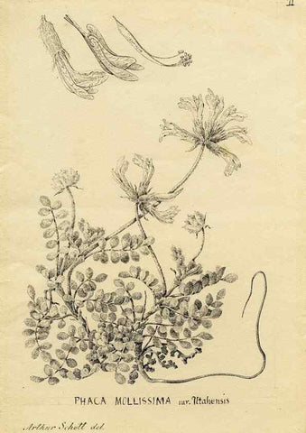 Reproducción/Reproduction 8283236249: Drawings/prints associated with USPRR reports & photographs/archival material. 