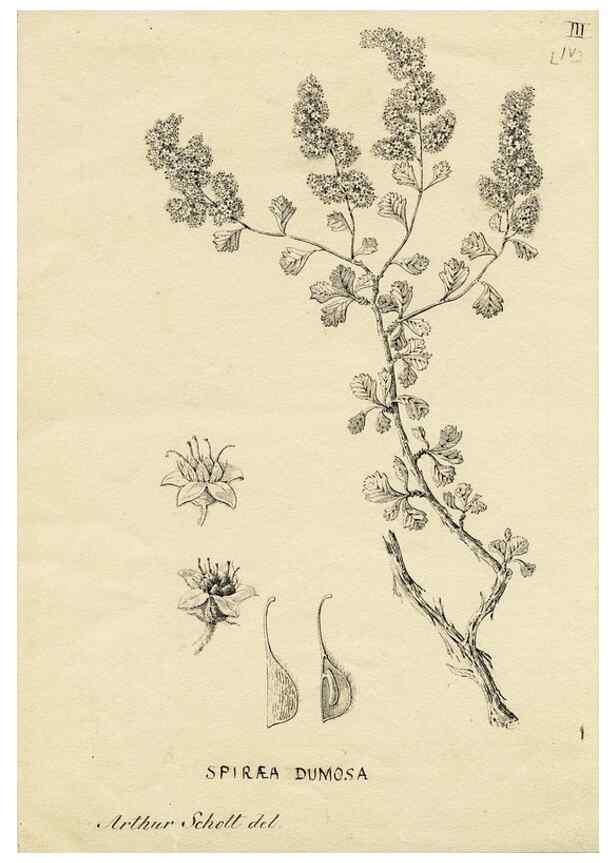 Reproducción/Reproduction 8283236857: Drawings/prints associated with USPRR reports & photographs/archival material. 