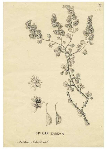 Reproducción/Reproduction 8283236857: Drawings/prints associated with USPRR reports & photographs/archival material. 