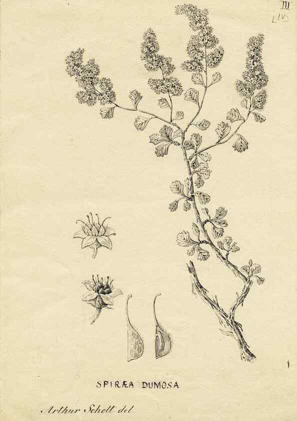 Reproducción/Reproduction 8283236857: Drawings/prints associated with USPRR reports & photographs/archival material. 