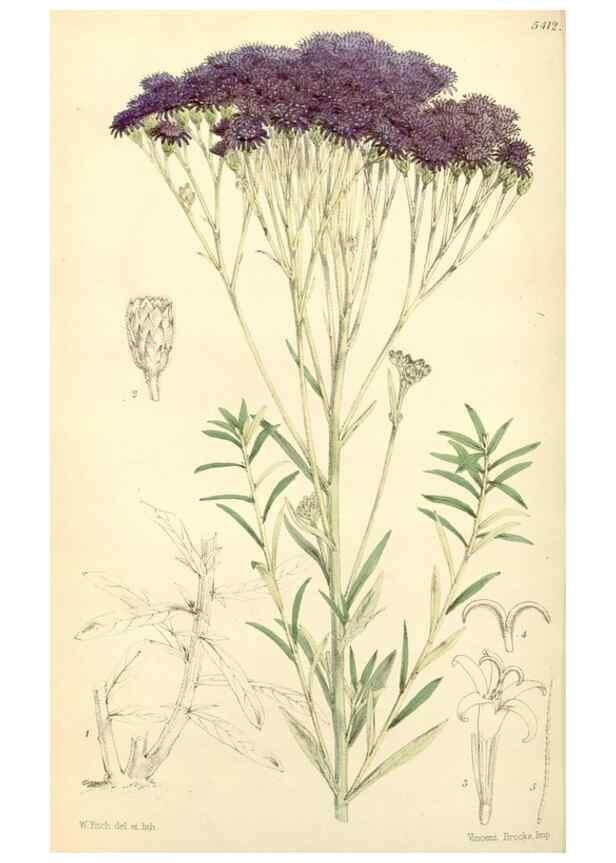 Reproducción/Reproduction 8272667492: Curtis's botanical magazine.. London ;New York [etc.] :Academic Press [etc.]