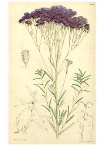 Reproducción/Reproduction 8272667492: Curtis's botanical magazine.. London ;New York [etc.] :Academic Press [etc.]