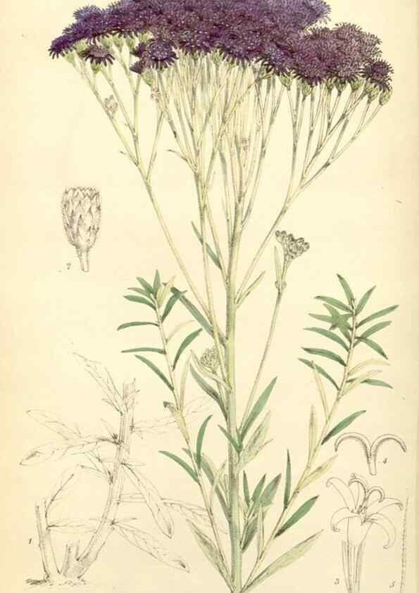 Reproducción/Reproduction 8272667492: Curtis's botanical magazine.. London ;New York [etc.] :Academic Press [etc.]