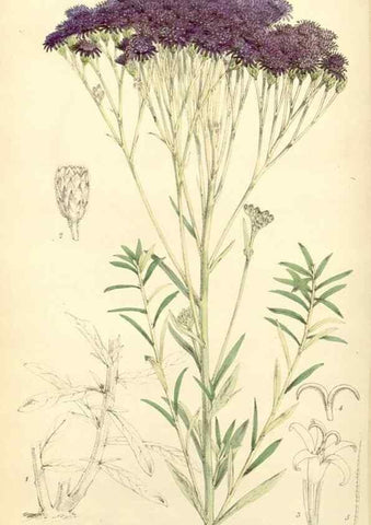 Reproducción/Reproduction 8272667492: Curtis's botanical magazine.. London ;New York [etc.] :Academic Press [etc.]