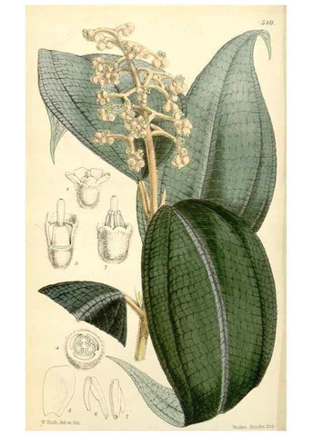 Reproducción/Reproduction 8271597819: Curtis's botanical magazine.. London ;New York [etc.] :Academic Press [etc.]