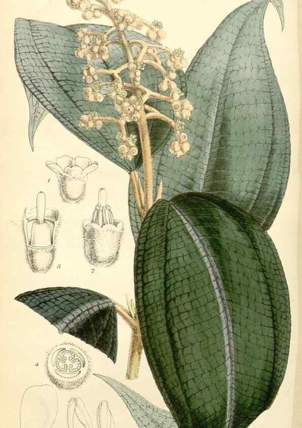 Reproducción/Reproduction 8271597819: Curtis's botanical magazine.. London ;New York [etc.] :Academic Press [etc.]