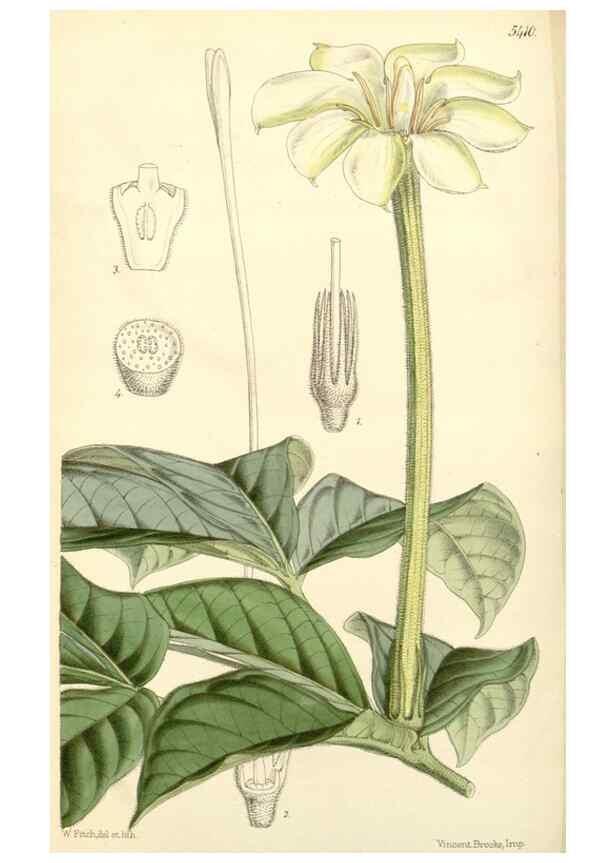 Reproducción/Reproduction 8271596567: Curtis's botanical magazine.. London ;New York [etc.] :Academic Press [etc.]